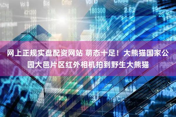 网上正规实盘配资网站 萌态十足！大熊猫国家公园大邑片区红外相机拍到野生大熊猫